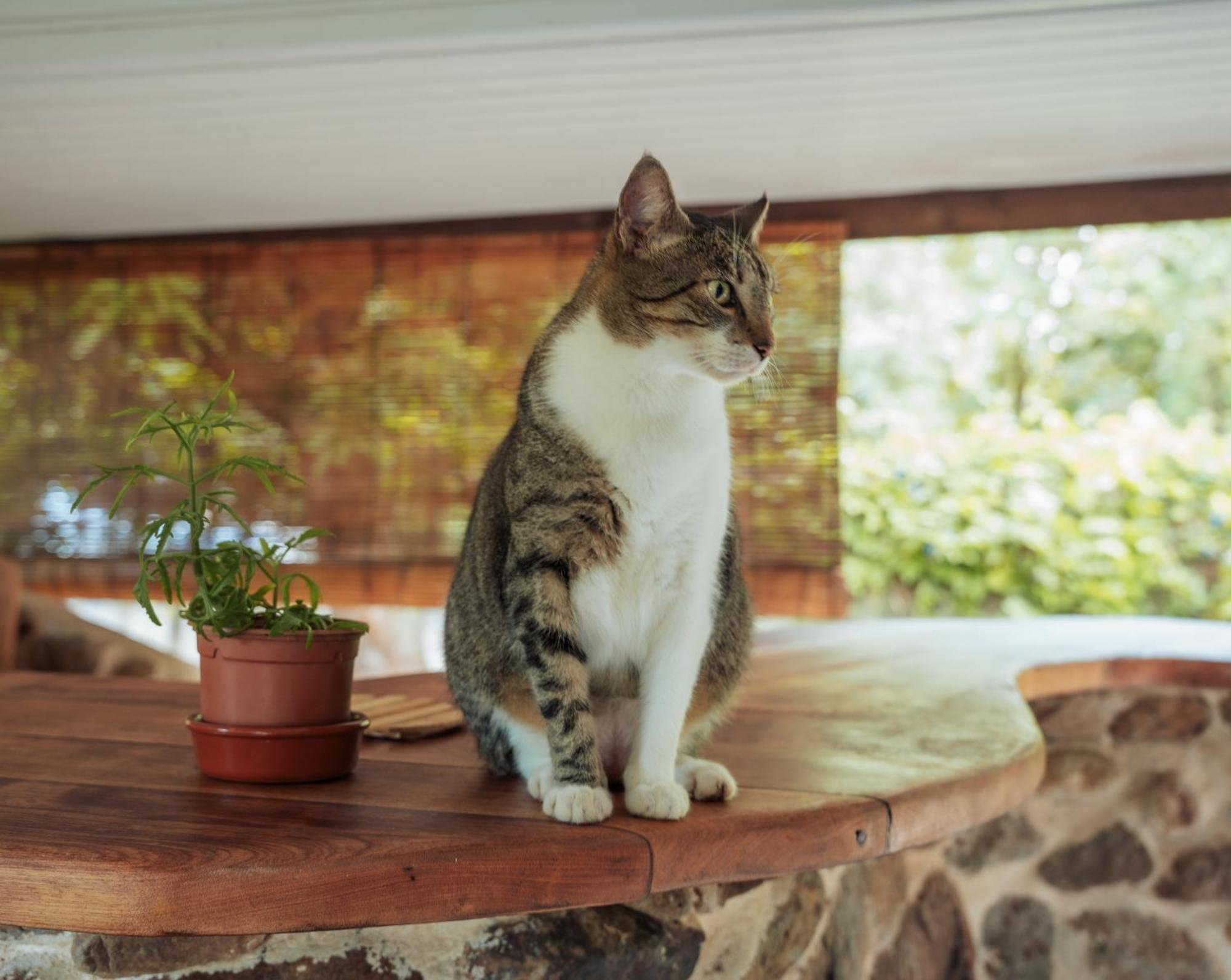 Tema'E Beach House Temae エクステリア 写真